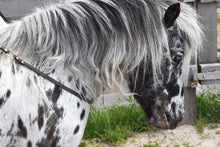 Laden Sie das Bild in den Galerie-Viewer, Human &amp; Horse Neckrope - Human &amp; Horse Academy