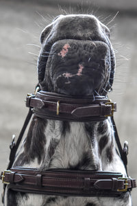 Human & Horse Heart Hoofdstel (Kaptoom, verwacht april 2021) - Human & Horse Academy