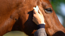 Load image into Gallery viewer, Totaalpakket Guasha-therapie Mens &amp; Paard (combi-korting). - Human &amp; Horse Academy