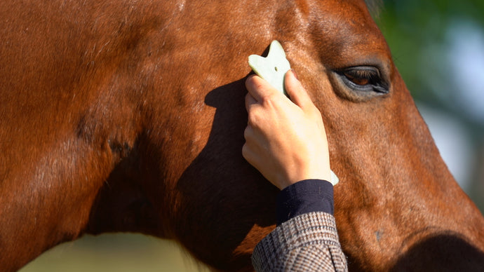 Totaalpakket Guasha-therapie Mens & Paard (combi-korting). - Human & Horse Academy