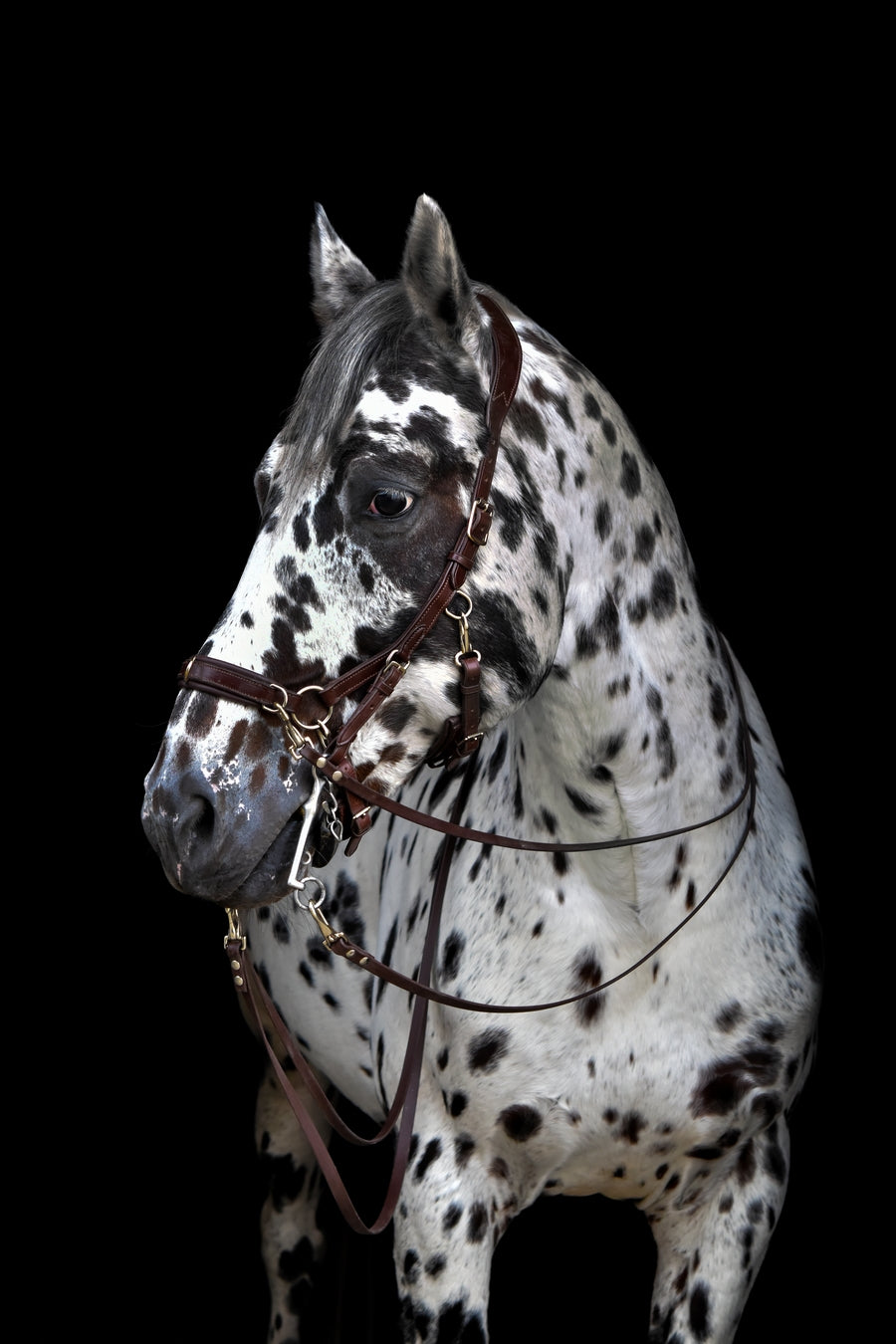 Human & Horse Reins (Teugels) - Human & Horse Academy