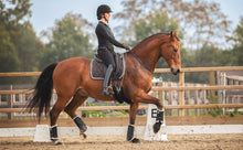 Laden Sie das Bild in den Galerie-Viewer, Human &amp; Horse Guasha-therapie voor Paarden: boek &amp; platform - Human &amp; Horse Academy