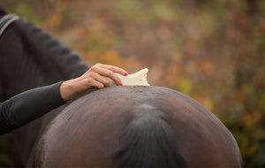 Human & Horse Guasha-therapie voor Paarden: boek & platform - Human & Horse Academy