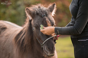 Totaalpakket Guasha-therapie Mens & Paard (combi-korting). - Human & Horse Academy