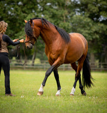 Afbeelding in Gallery-weergave laden, Human &amp; Horse Boek, Platform &amp; App (&gt; 150 video&#39;s) - Human &amp; Horse Academy